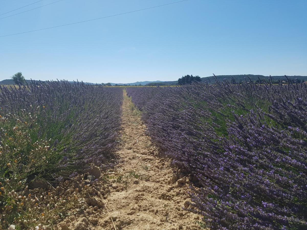 Les Buisses En Provence Bed & Breakfast Piolenc Bagian luar foto